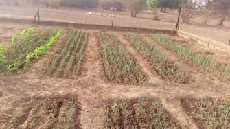 Les 2 500 plants d'oignon en pleine croissance